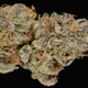 Illustration for article titled Girl Scout Cookies, or California's Most Notorious Strain of Cannabis